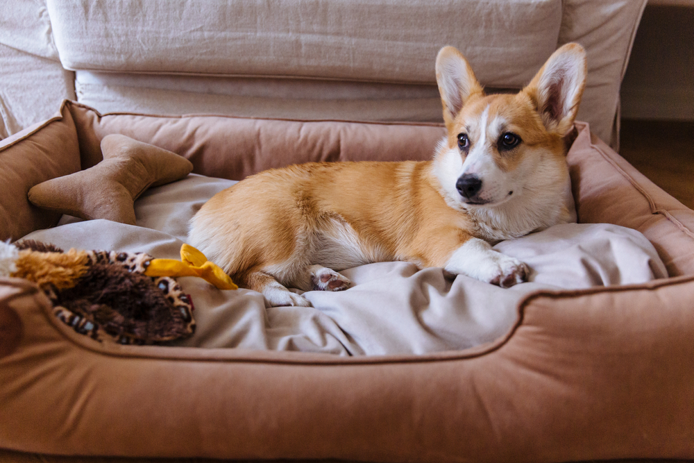 Best dog bed sales for corgi